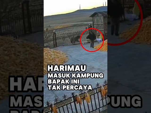 Diperingatkan Ada Harimau, Bapak ini Malah keluar Memeriksa