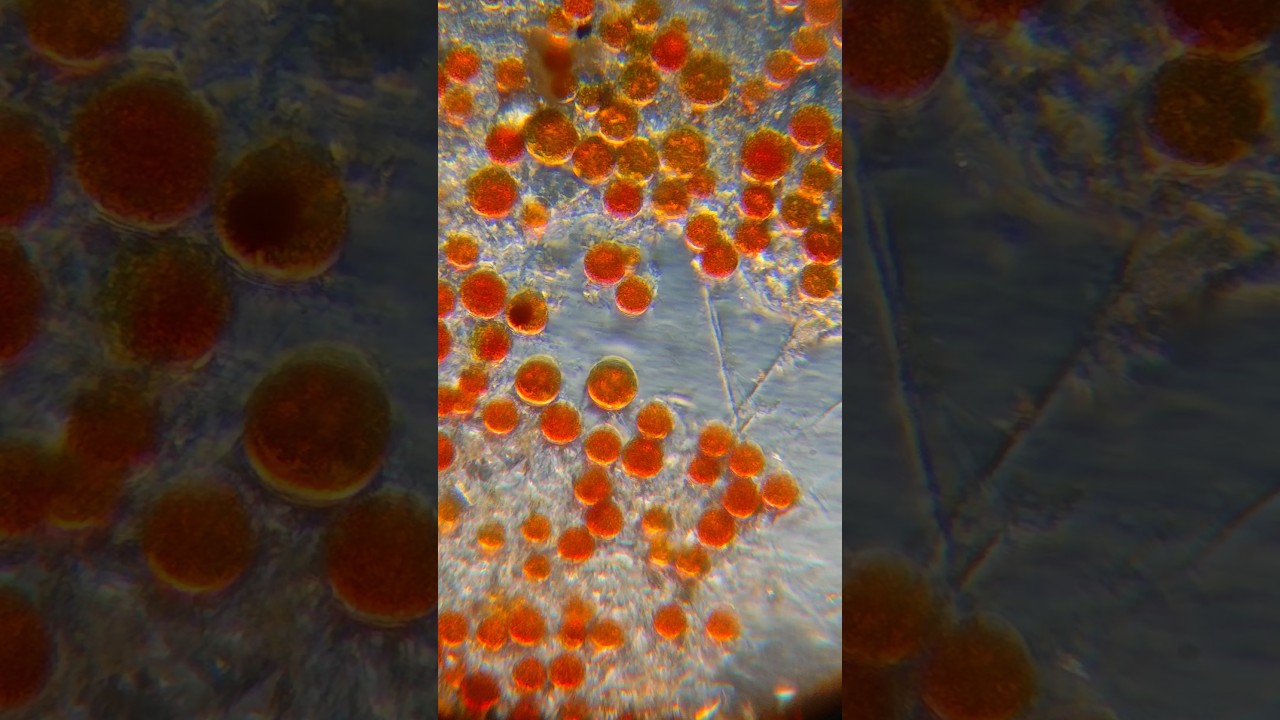 Czerwona kałuża i łosoś z papieru toaletowego #haematococcus #sinice #mikroskop #doświadczenia