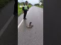 Police rescue sloth on the road  - 01:00 min - News - Video