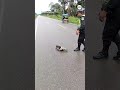 Police rescue sloth on the road