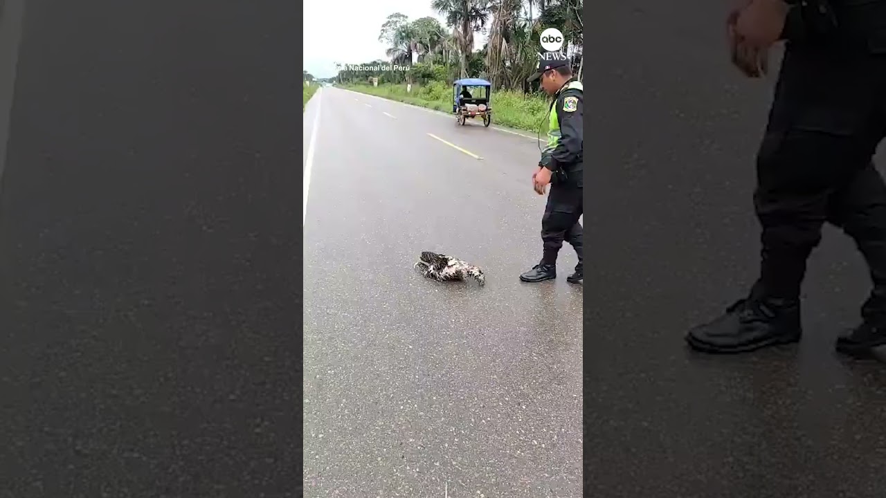 Police rescue sloth on the road