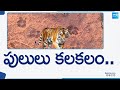 Tiger Hulchul in Bhogapuram Vizianagaram District @SakshiTV