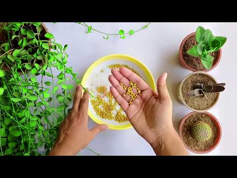 video Osmocote Fertilizer