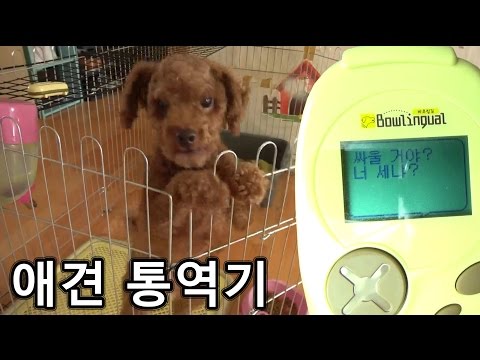 강아지가 짖는 소리를 사람이 알아듣는다고??(애견 통역기 바우링걸) - 쏫 (Dog Translator, Bowlingual - SSOT)