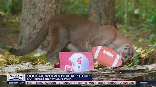 Apple Cup 2022: Cougars vs. Huskies | FOX 13 Seattle