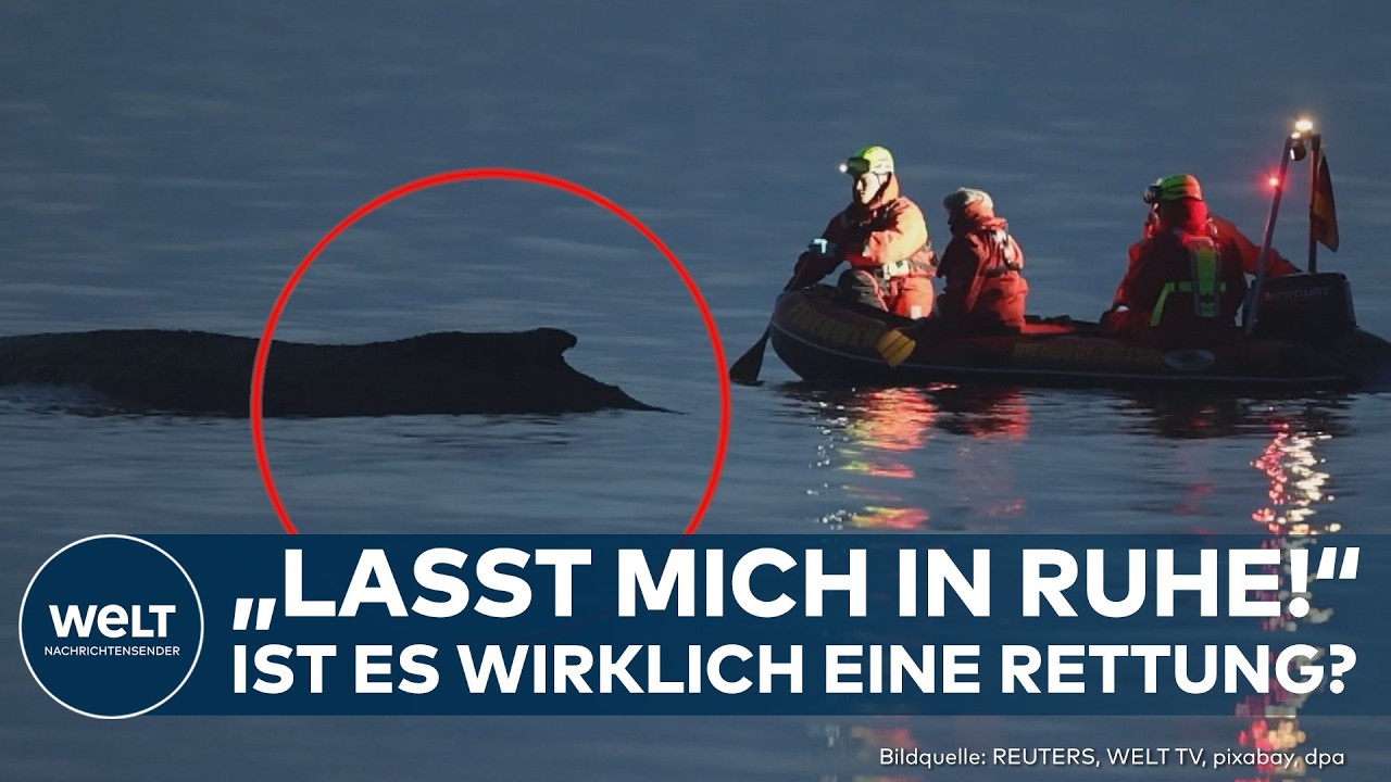 DRAMA AN DER OSTSEE: "Lasst mich in Ruhe!" Rettung scheitert – kämpft der Wal noch durch?