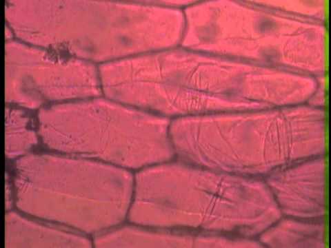 Onion w Stain under 100x and 40x.mpg - YouTube
Onion Under Microscope 40x