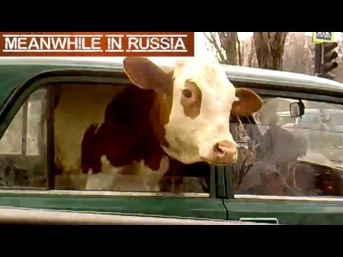 Крава на задно седиште во Лада