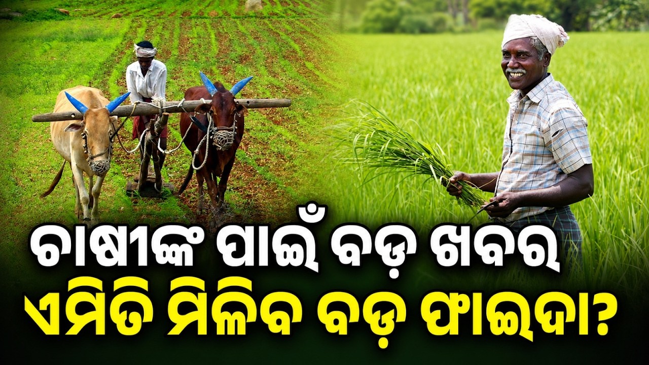 Kharif Paddy Registration Starts In Odisha: Check Deadlines & New Guidelines | Argus News