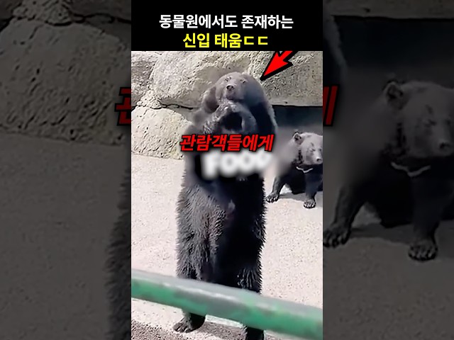 동물원에서도 존재하는 신입 맞이ㄷㄷ