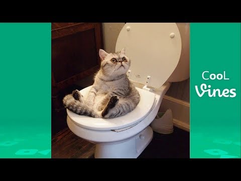 Upload mp3 to YouTube and audio cutter for Try Not To Laugh Challenge - Funny Cat & Dog Vines compilation 2017 download from Youtube