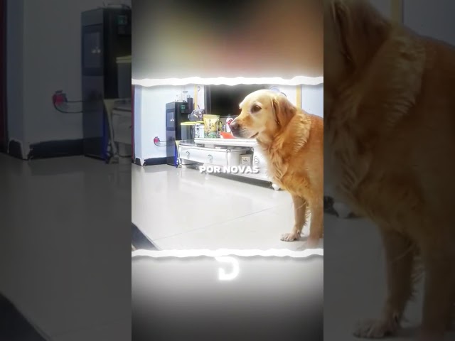 Você já viu um cachorro acender a luz sozinho?
