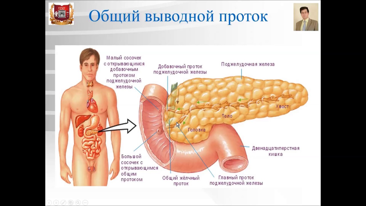 Строение поджелудочной железы