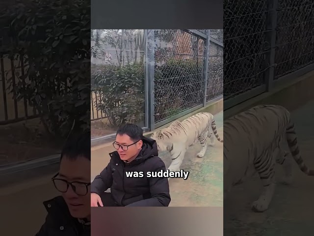Tiger Sneaks Up, Man Stays Calm Behind Glass