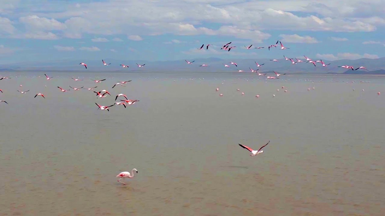 Experience Flight Like A Flamingo| The Wild Place | BBC Earth