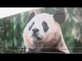 South Koreans bid tearful farewell to beloved panda leaving for China  - 00:38 min - News - Video