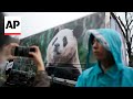 South Koreans bid tearful farewell to beloved panda leaving for China