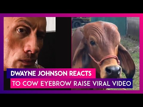 Dwayne Johnson, The Rock, reacts to cow’s eyebrow raise viral video, says, ‘I wasn’t expecting that’