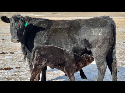 Registered Black Angus Pairs for Sale