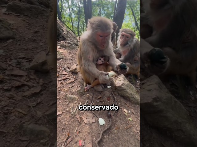 Os Macacos comem OVO? 🤔
