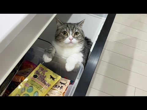 おやつを漁っているのを見つかった猫の反応がこちら Ww まとめちゅーぶ