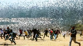 Нашествие Животных: Массовые Миграции и Вторжения в Цивилизацию