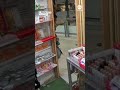 Shoppers run as earthquake strike the Philippines  - 01:01 min - News - Video