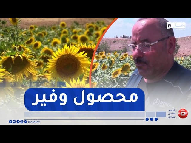برج بوعريريج : فلاح من بلدية الحمادية يحقق نتائج مميزة في زراعة دوار الشمس