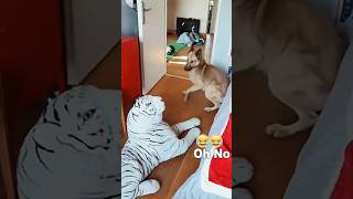 Funny Dogs reaction to being frightened 🐶🐶 #funnyvideos #dog #pet #fyp #dogs #funnydog