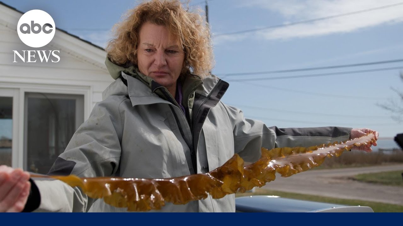 WNBA star-turned-kelp farmer fights climate change locally
