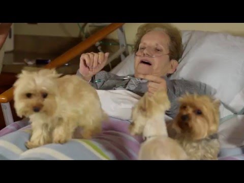 “A Program for the Love of Pets” is a video available on the Moments of Life: Made Possible by Hospice website that shares the story of the care Pet Peace of Mind provided to Sharon's beloved Yorkshire Terriers, Shelby and Yogi. “A Program for the Love of Pets” is a video available on the Moments of Life: Made Possible by Hospice website that shares the story of the care Pet Peace of Mind provided to Sharon's beloved Yorkshire Terriers, Shelby and Yogi.