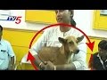 Dog alive after being thrown off a building in Chennai
