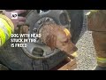 Dog with head stuck in tire rim is freed by New Jersey rescue team  - 00:51 min - News - Video