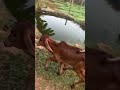 Walking my Gir cow Calf what a beauty - A Farmers half  - 00:54 min - News - Video
