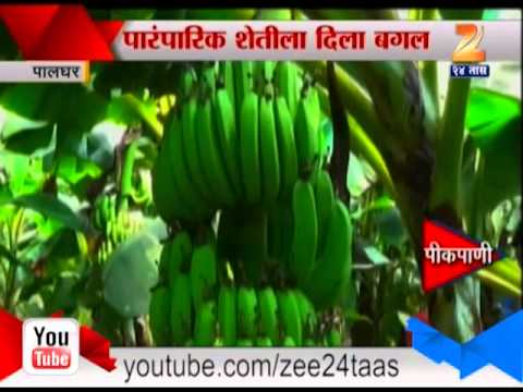 केळी आणि पपईच्या उत्पादनात फायदा