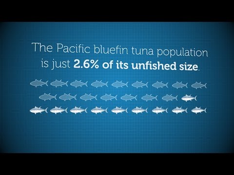 Pacific bluefin tuna are in trouble. After decades of overfishing, the population hovers at less than 3 percent of its original size, and the unsustainably high catch of juveniles--the smallest fish--threatens the species' continued existence. Pacific bluefin tuna are in trouble. After decades of overfishing, the population hovers at less than 3 percent of its original size, and the unsustainably high catch of juveniles--the smallest fish--threatens the species' continued existence.
