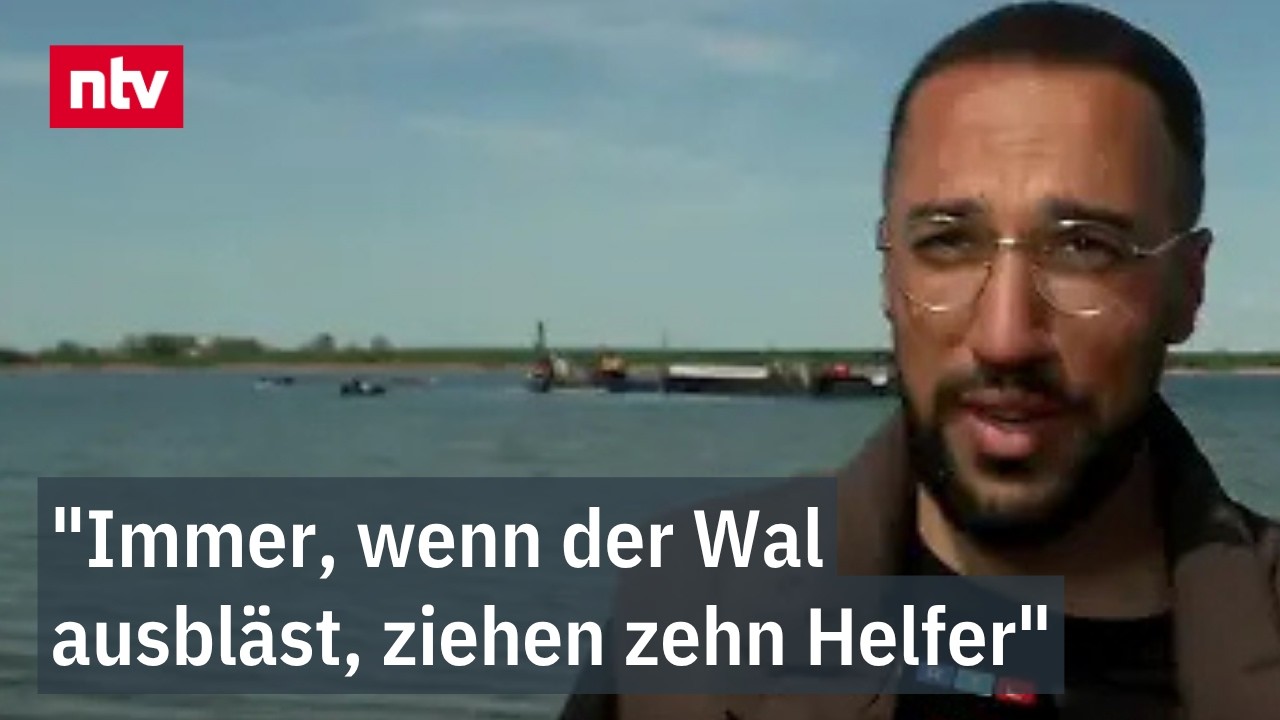 In der Ostsee läuft der wohl letzte Anlauf, den festsitzenden Wal zu retten | ntv
