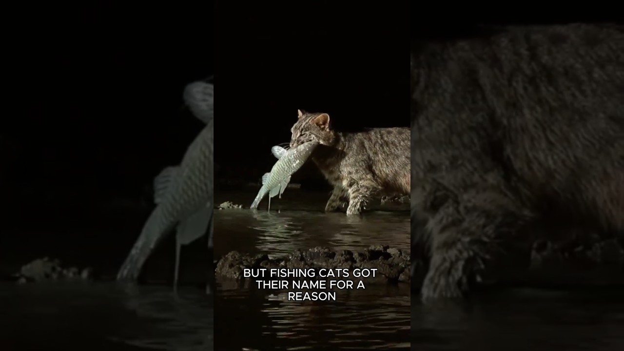 The Cat That Hunts Underwater! #FishingCat #Cats #Shorts