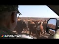 Texas rancher reeling over wildfire impact on cattle industry