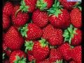 MP3 TAPPETO DI FRAGOLE MODA SCARICARE