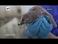 Eleven penguin chicks hatch at the UKs Chester Zoo  - 01:02 min - News - Video