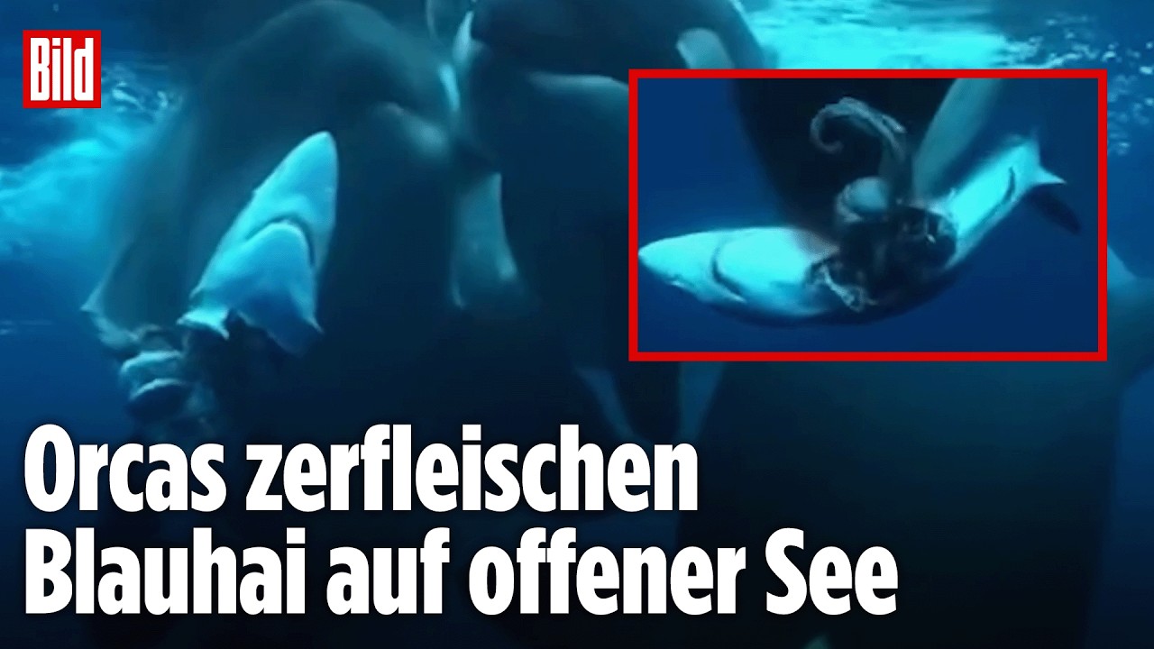 BLUTIGE JAGD: Orcas machen Blauhai zur Beute