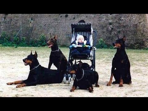 Doberman Dog Protects Babies and Kids Compilation ★ Ultimate Protection Dogs