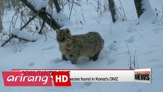 More than 91 endangered species found in Korea´s Demilitarized Zone