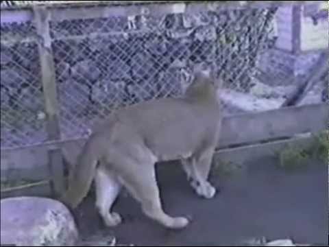Dogo Argentino Vs Puma Video Original