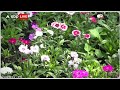 Ayodhya Ram Mandir: मध्यप्रदेश के फूलों से सजेगा अयोध्या का राम मंदिर | abpnews  - 00:14 min - News - Video