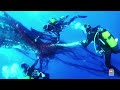 Watch: Divers Complete Dramatic Whale Rescue Off Spanish Coast - 01:47 min - News - Video