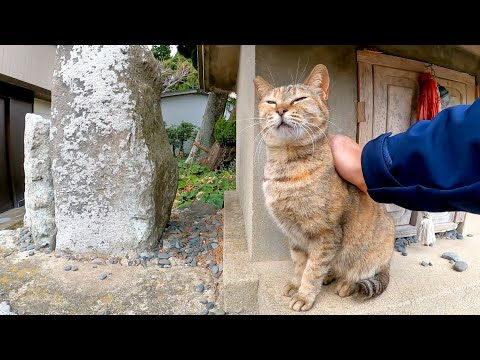 神社に集まって来る猫達が可愛過ぎる まとめちゅーぶ