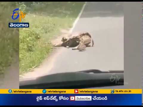 Man helps deer to escape from python, video goes viral Man helps deer to escape from python, video goes viral