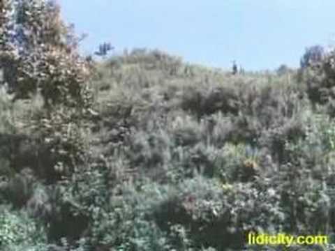 映山红